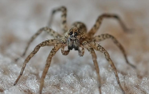 A wolf spider in a living room
