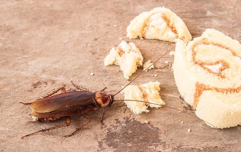 A cockroach eating human food