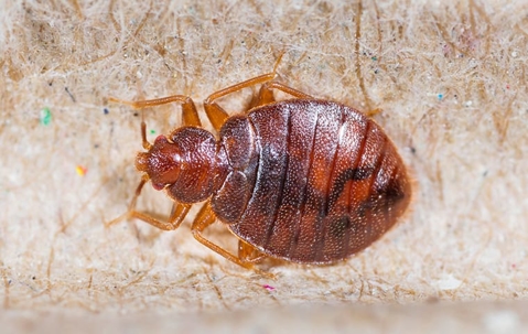 A bed bug on a mattress