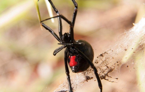 Black widow spider