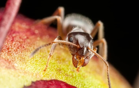 Ant crawling on fruit.
