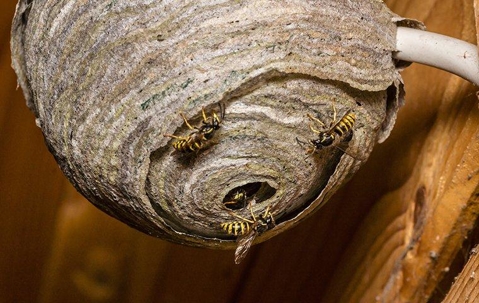 Wasps crawling on their nest.