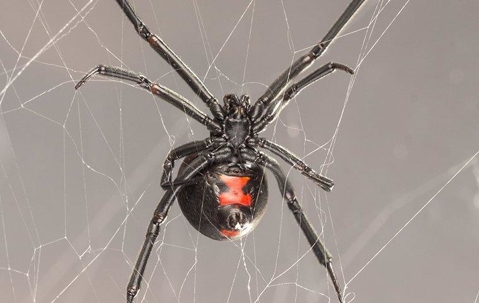 A black widow spider crawling in her web in a home