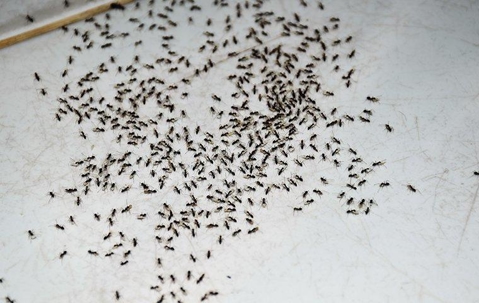 An ant infestation in a home