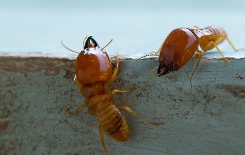 Two termites crawling on blue wood