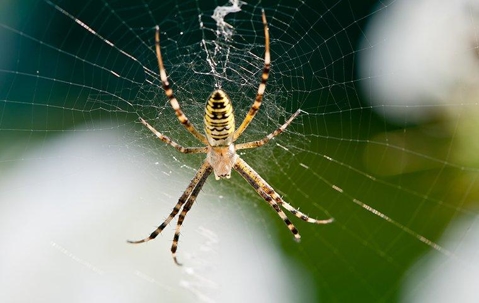 An orb weaver spider in its web