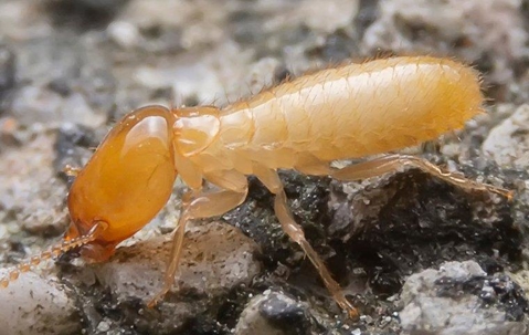Termite crawling on the ground.