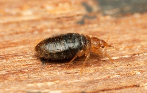 Bed bug on furniture