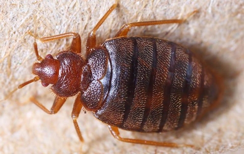 Bed bug on furniture