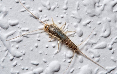 Silverfish in house