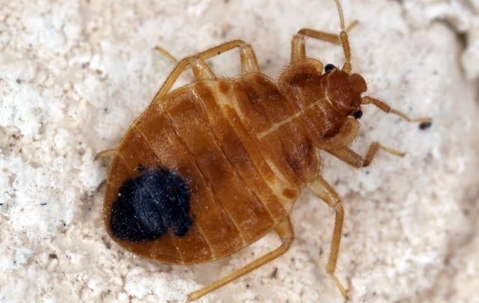 A bed bug infestation on a mattress