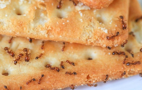 An ant infestation on food in a kitchen
