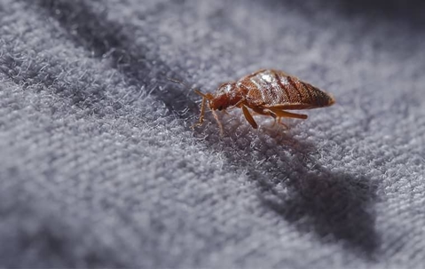 Bed bug on fabric