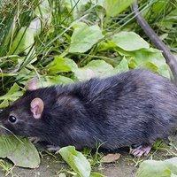 A roof rat crawling in the grass
