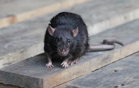 Black rat on pallet
