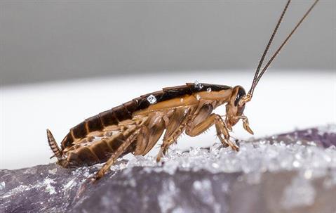 A cockroach on furniture in a living room