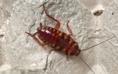 A brown banded cockroach on an egg carton