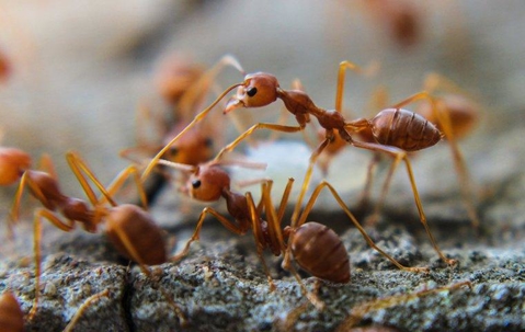 Fire ants crawling on the ground near a home