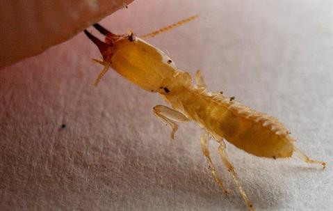 Up close image of a termite biting