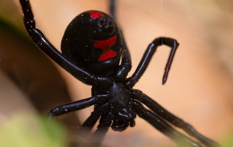 A black widow spider on a stem
