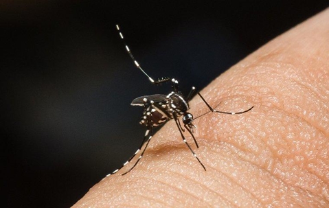 Mosquito biting a human finger
