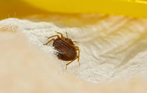 Bed bug crawling on sheet