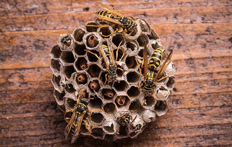 Wasps resting on a  nest