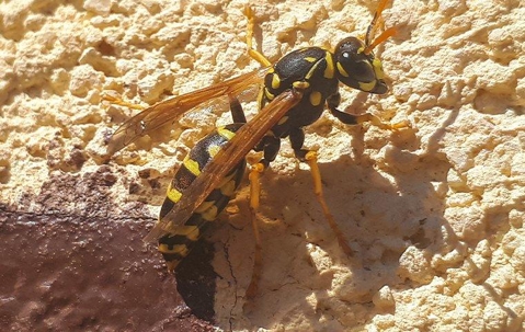 Close up of paper wasp on house