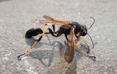 mud dauber wasp on pavement
