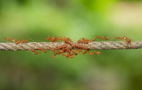 Fire Ants crossing a rope.
