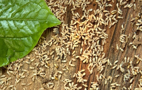 Termite wood infestation.