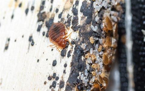 A bed bug infestation on furniture