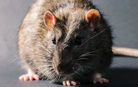 Up close image of a Norway rat inside a home