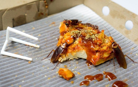 Cockroaches crawling on food