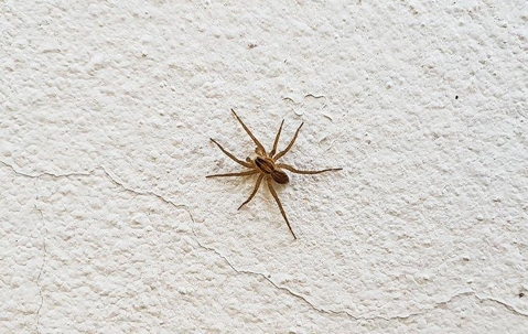 Spider crawling on a wall.