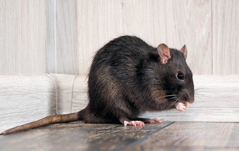 A rat hunched over and eating in the corner of a house