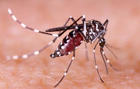 A mosquito biting the skin of an arm