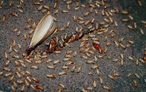 Termite infestation