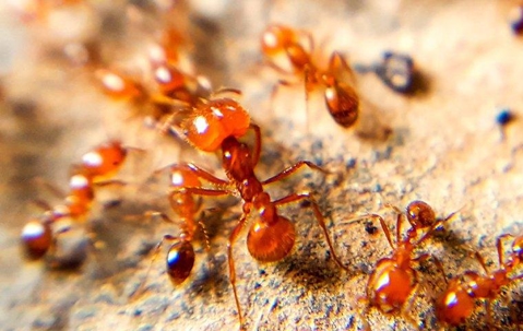 Close up of fire ants crawling on the ground