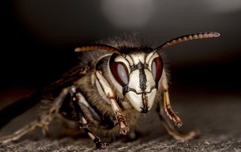 A bald faced hornet crawling on a piece of wood