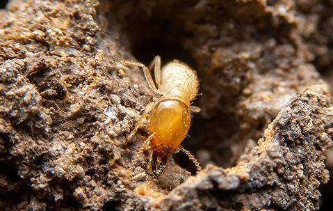 A termite crawling in wood tunnel