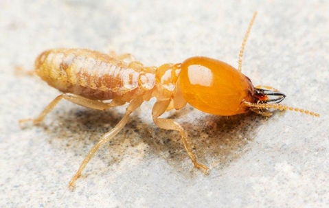 A termite crawling on a kitchen counter