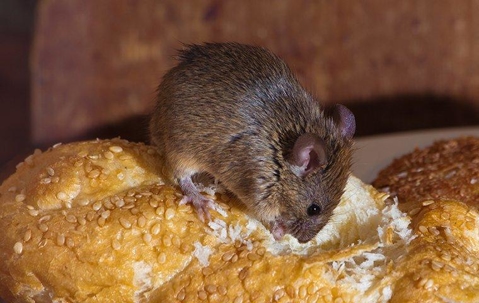 A mouse eating bread in the kitchen