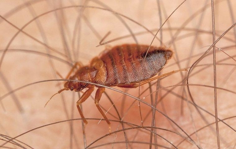 A bed bug biting human skin