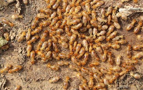 Swarm of termites on the ground.