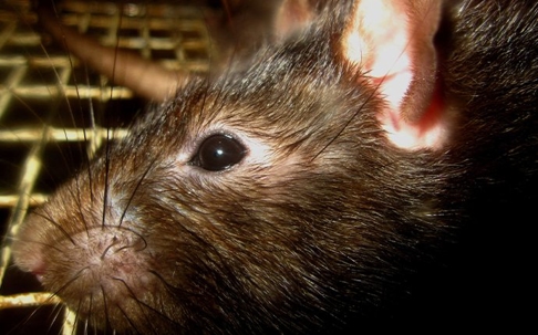 A roof rat in an attic