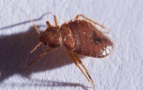 A bed bug on white sheets
