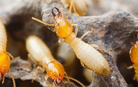 Termites on wood