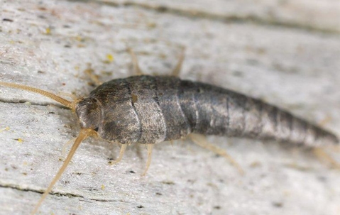 A silverfish crawling on a wall
