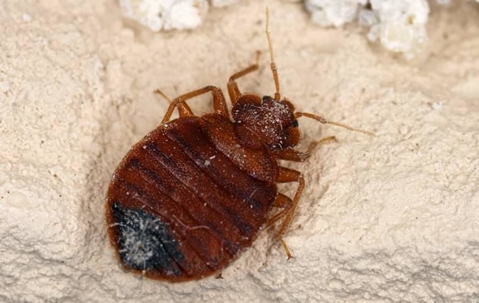 bed bug up close on furniture